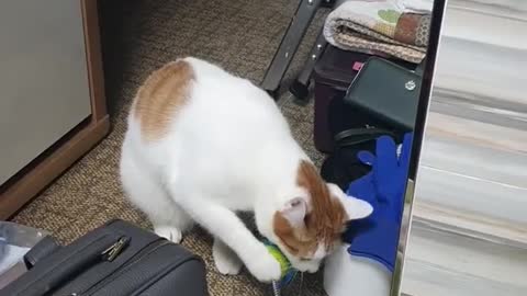 a toy-loving cat