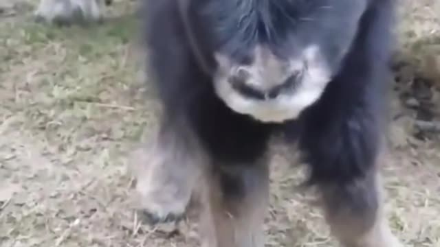 The newborn cow looks at the world with curiosity