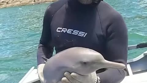 Fisherman rescues baby dolphin from the dangerous net!