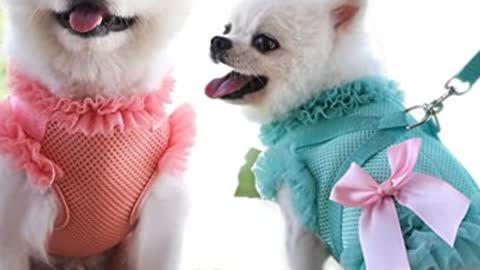 # Puppy Dog Cat Clothes Harness