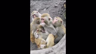 Mother Monkey Gets Food Stuck in Her Teeth