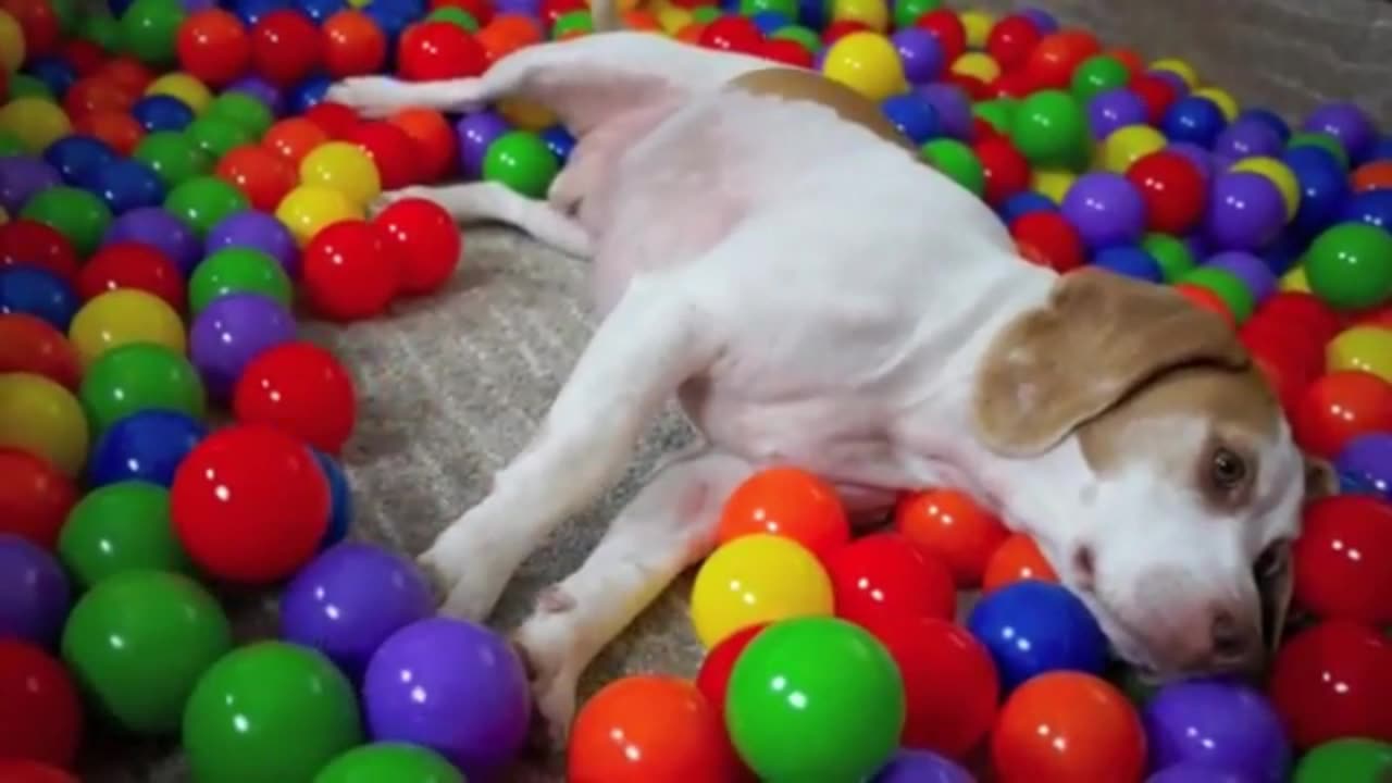 Dog Goes Wild Over Play Balls! Watch The Fun Unfold!