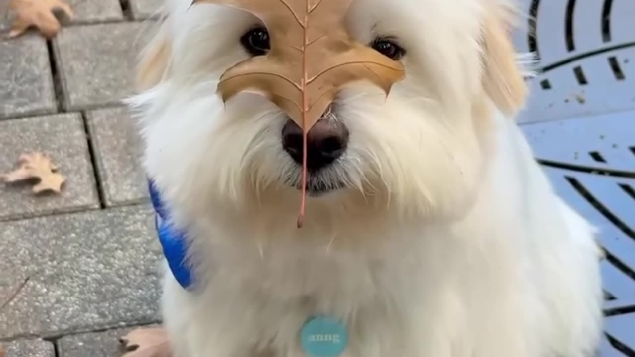 Puppie