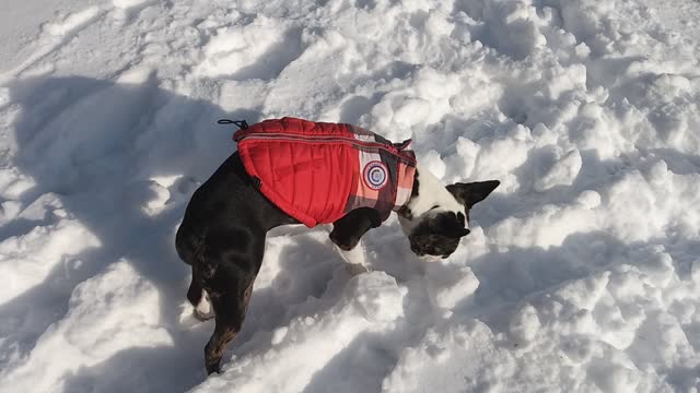 Frenchton Snowball Boop