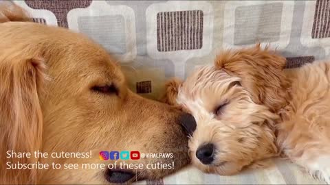 Adopted Golden retriver gets his own cute puppy