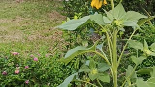 Sunflower In The Park