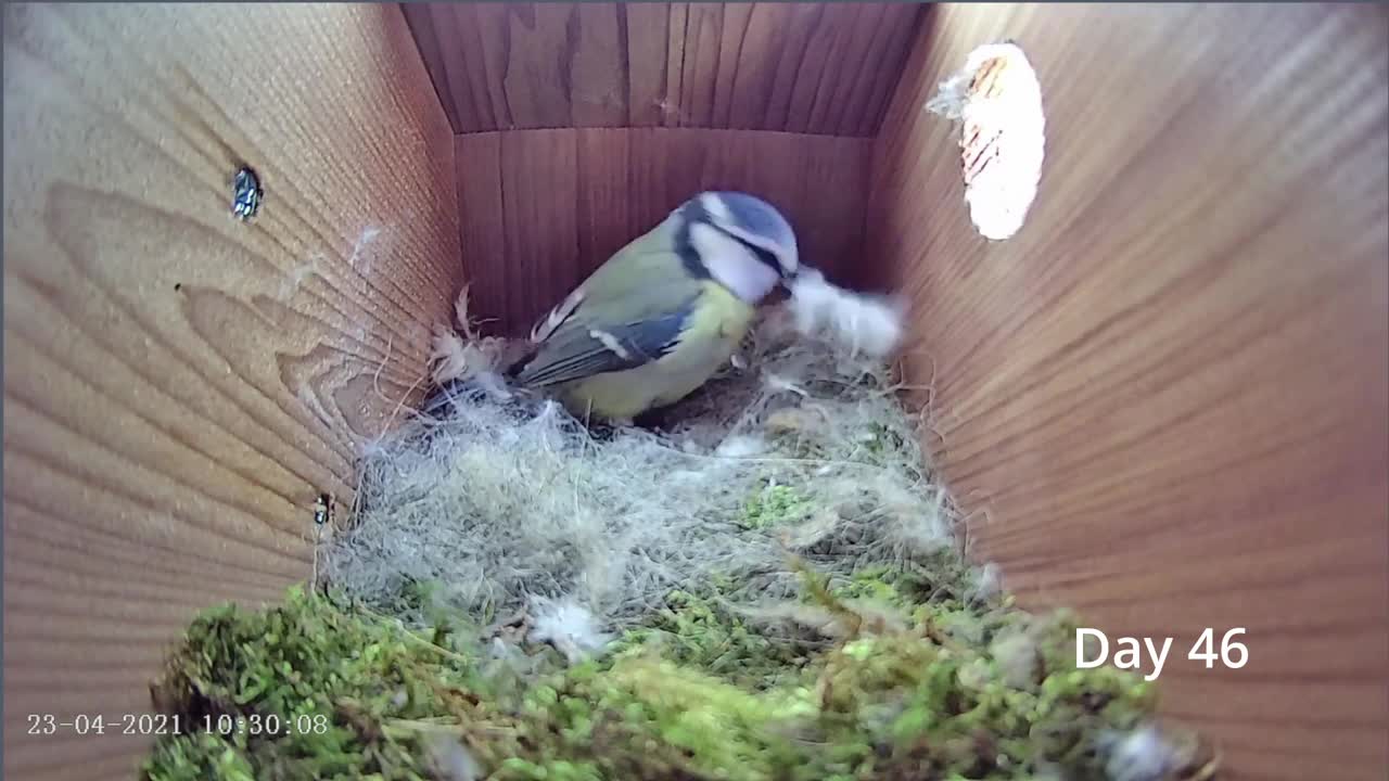 From empty nest to first egg in less than 8 minutes! - BlueTit nest box live camera highlights