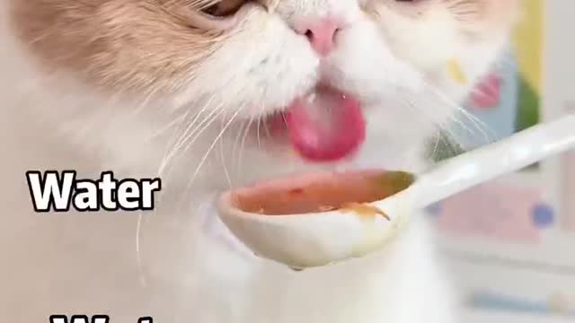 It is the nature of cats to eat