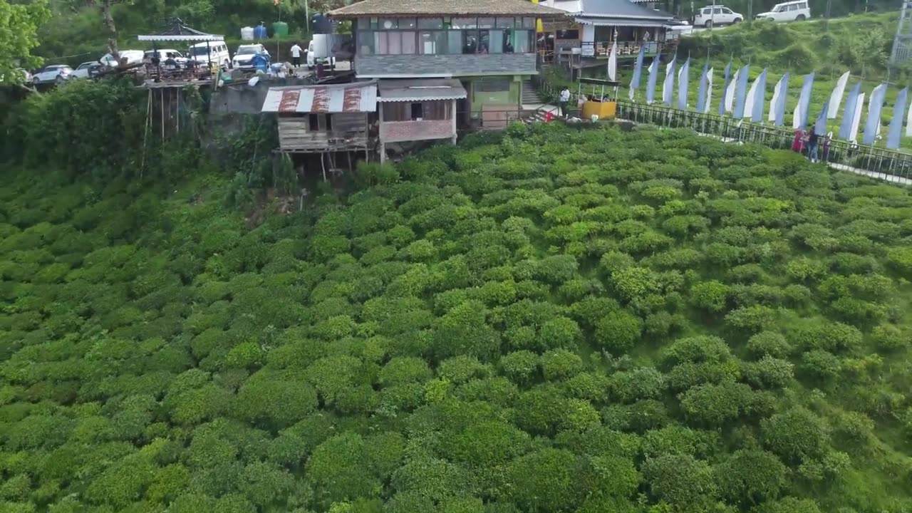 Temi Tea Garden | Sikkim | 4k Video | Free download