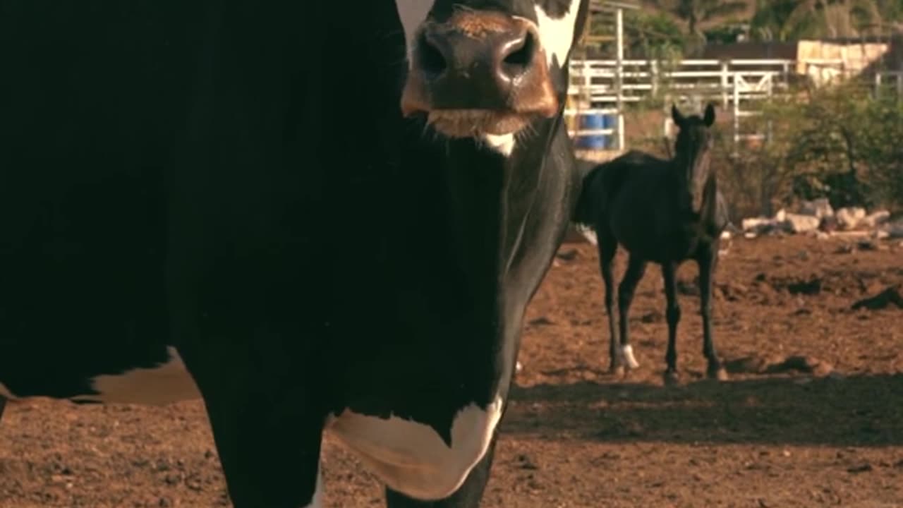 Animals Heart Touching Videos #shorts #cow emotional videos.