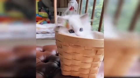 Funny & cute cat