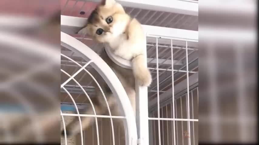 Best cat cute video