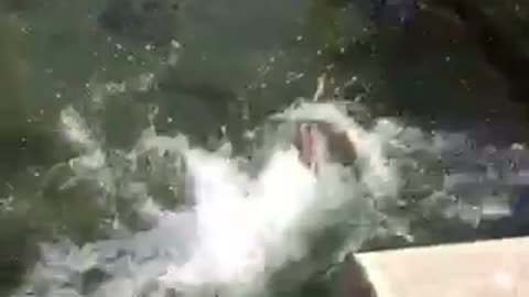 Dog gets off leash and runs in water