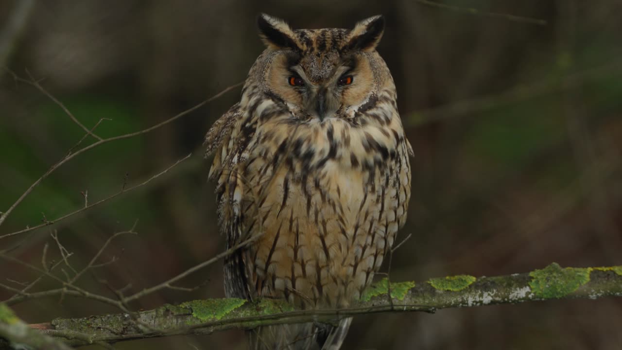 The Long Eared Owl: Close Up HD Footage (Asio otus)