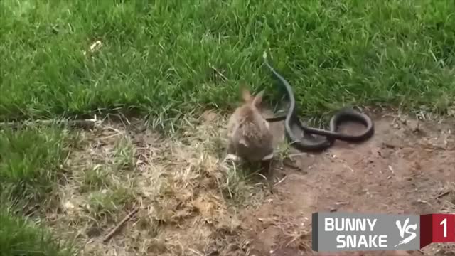 Top 10 Animal Fights Ultimate Rumbles