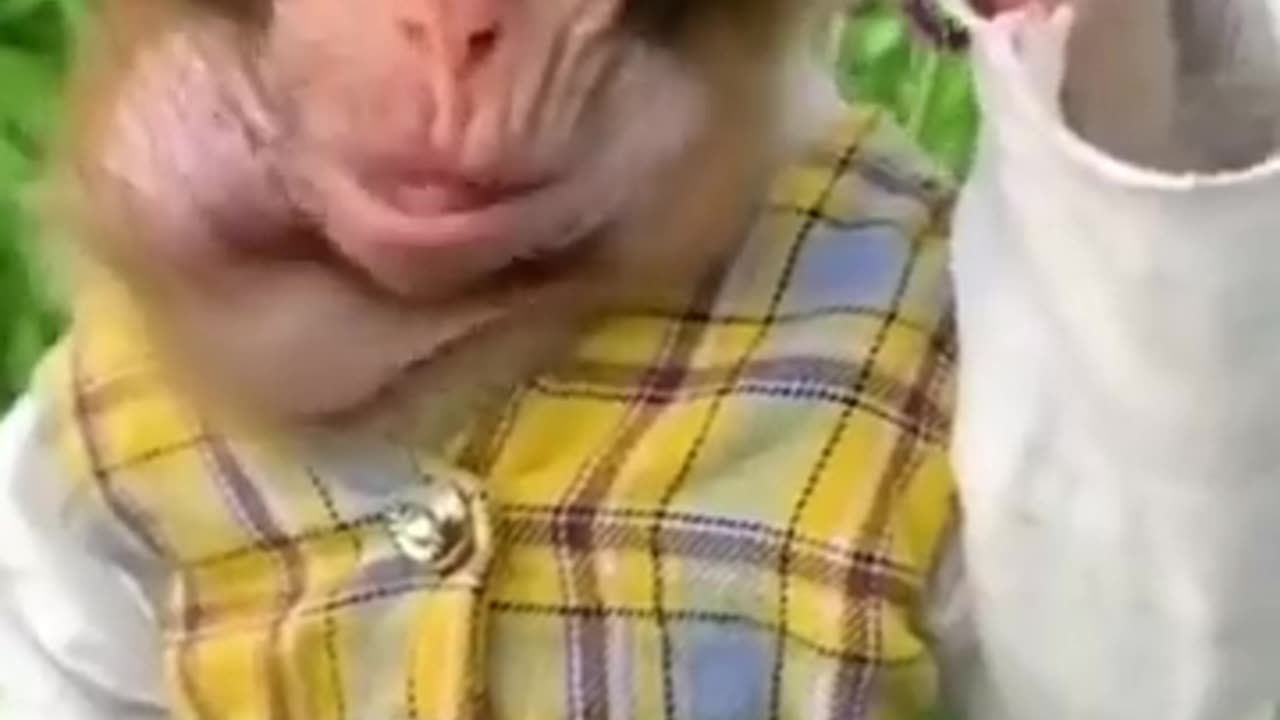 Animal funny video