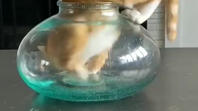 Funny_cat_clip😹😹