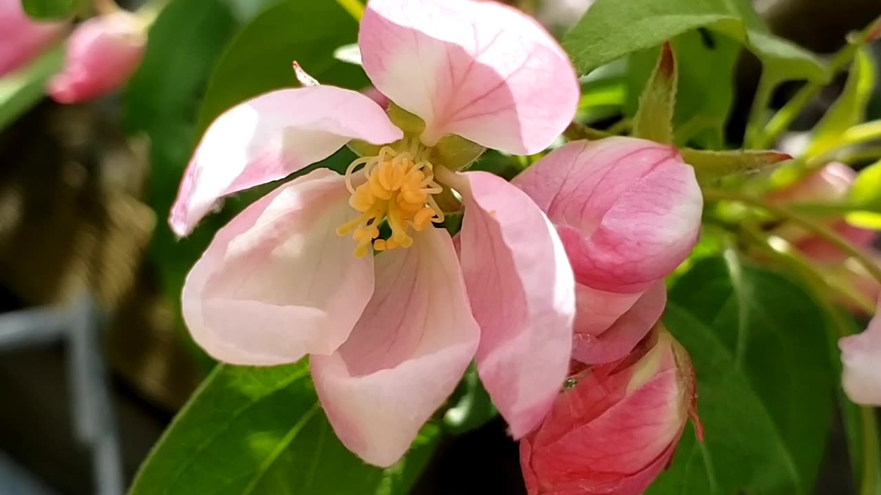 Crabapple Flowers, genus Malus 2024