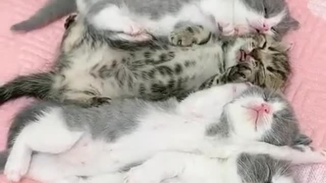 Baby Cute Cats Funny Cat #Short Merged 2021 #0035#