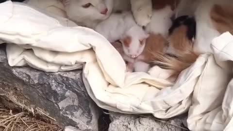 mother cat and lovely kittens