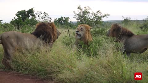 Five lions fighting in Kruger National Park