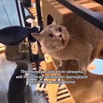 People of Springfield.. new song