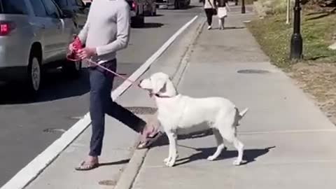 Dogs turning video