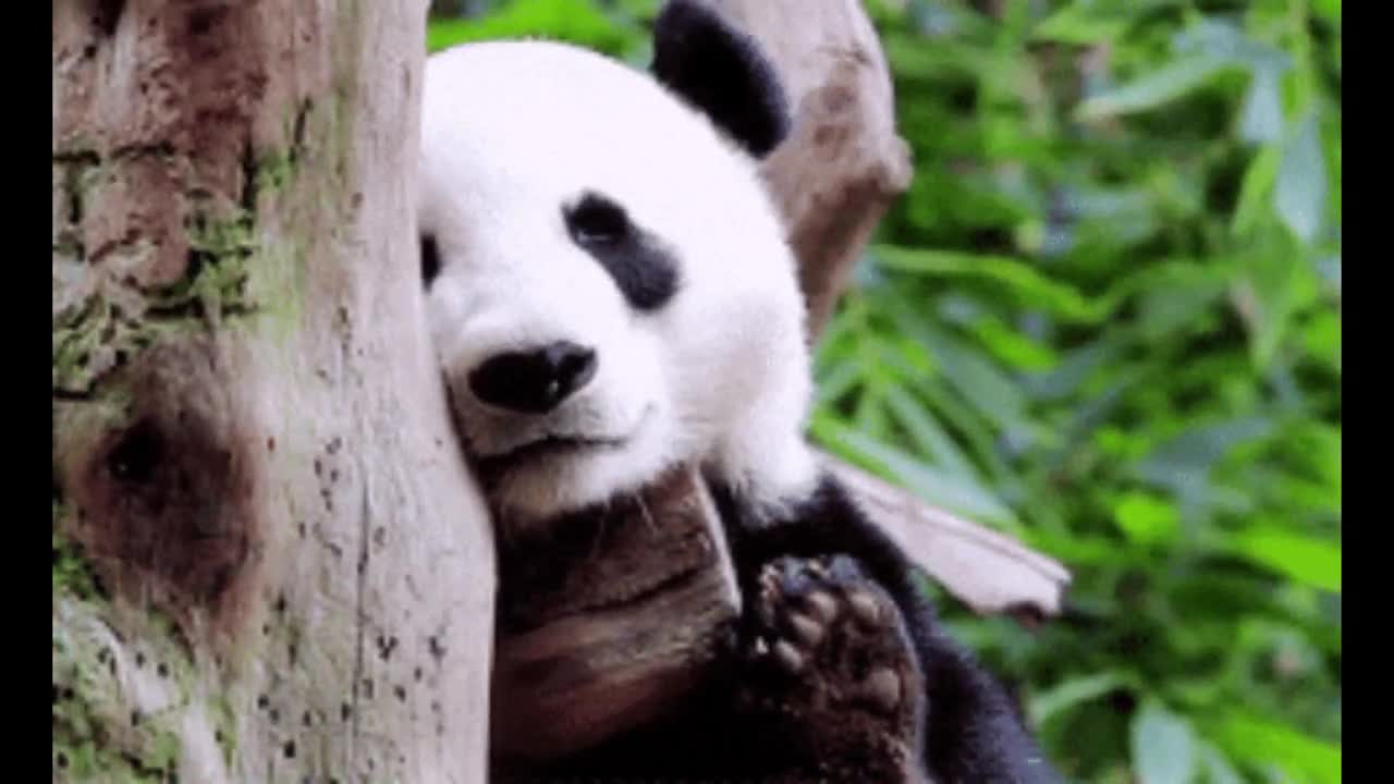 Funny Baby Panda Sleeping & Playing