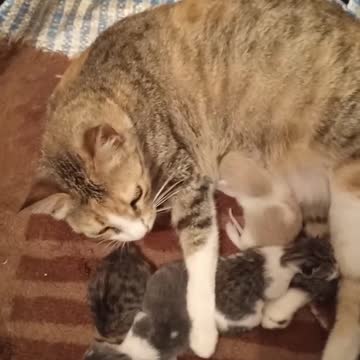 Chat 🐱🐱 cat 🐈🐈