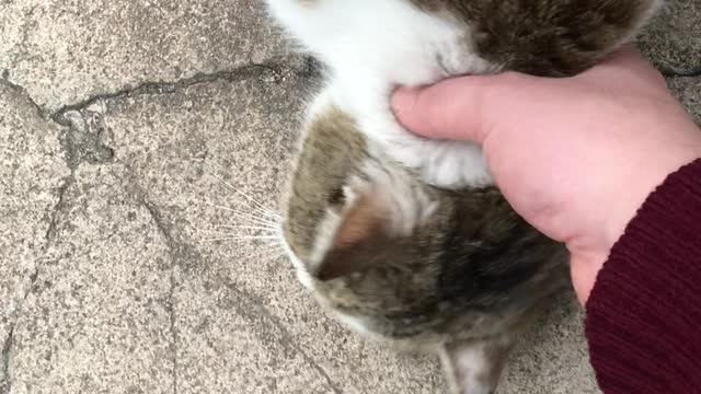 Scratch more, human.