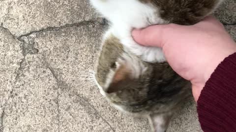 Scratch more, human.