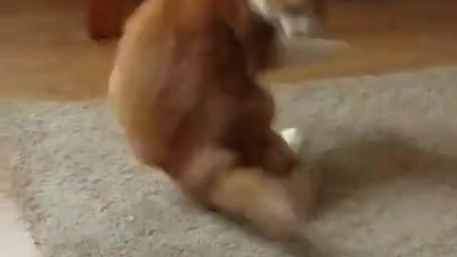 Cat got moves!