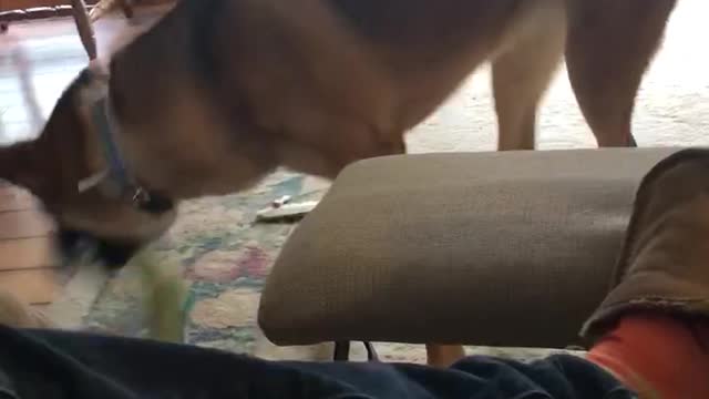 Maggie the dog
