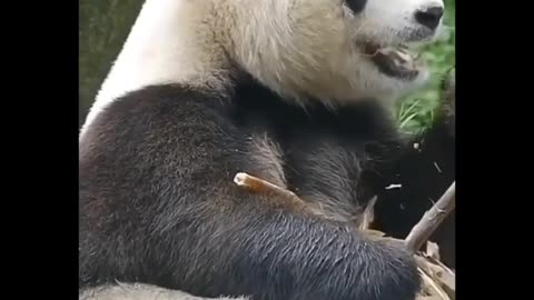 Panda cute