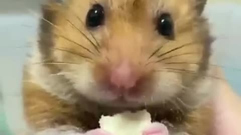 Mouse video, animal video