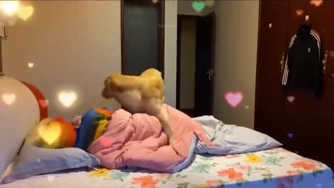 Dog playing cute video 🤗🤗😍😍