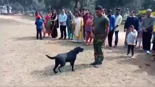 Army animal training special hand singal dog expert show