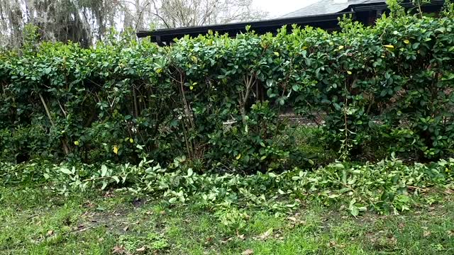 Fast Hedge-Trimming