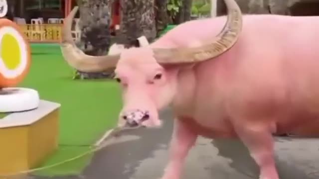 Albino Buffalo