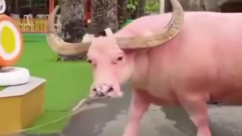 Albino Buffalo