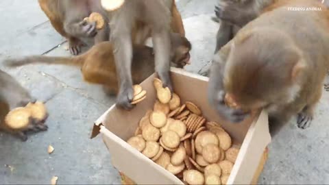 How polite and discipline monkey are sharing one box biscuits to eat