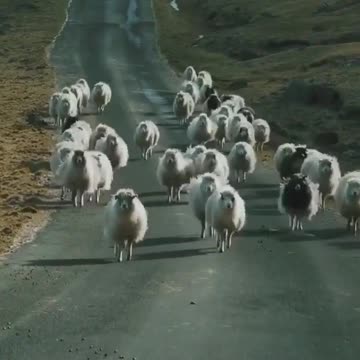 Did you know the sheep in Faroe islands sound different. 🤔😂😂😂😂😂😂