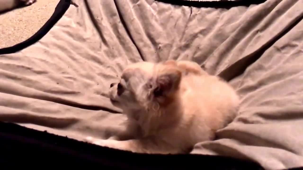 Watch what happens when you tell a teeny tiny chihuahua puppy it's time to go to bed..