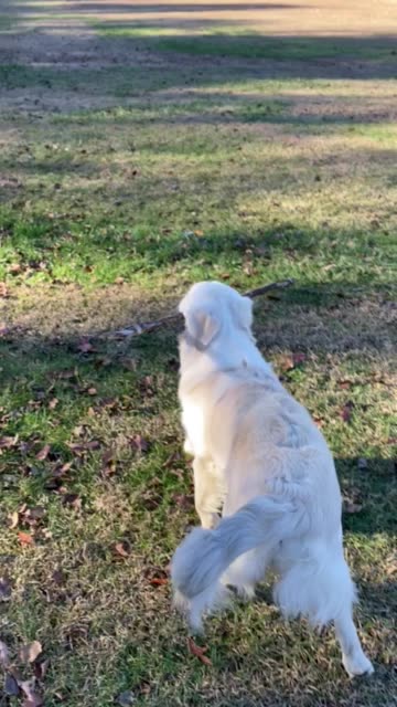 Buddy and his favorite toy…