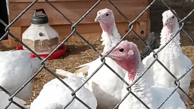 Turkey update 5