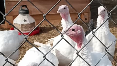 Turkey update 5