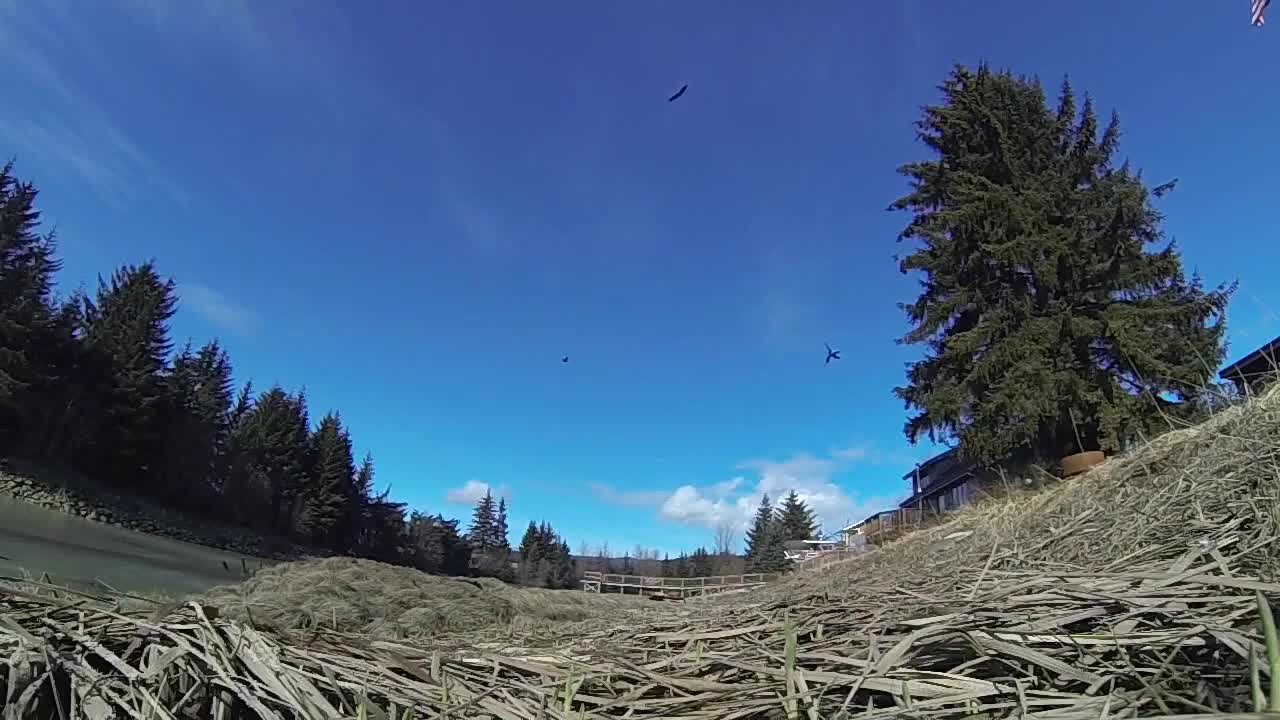 How to hunt an eagle, watch in slow motion