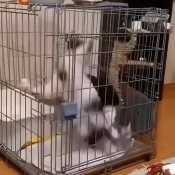 OMG! These cats in this Cage are making me Dizzy!