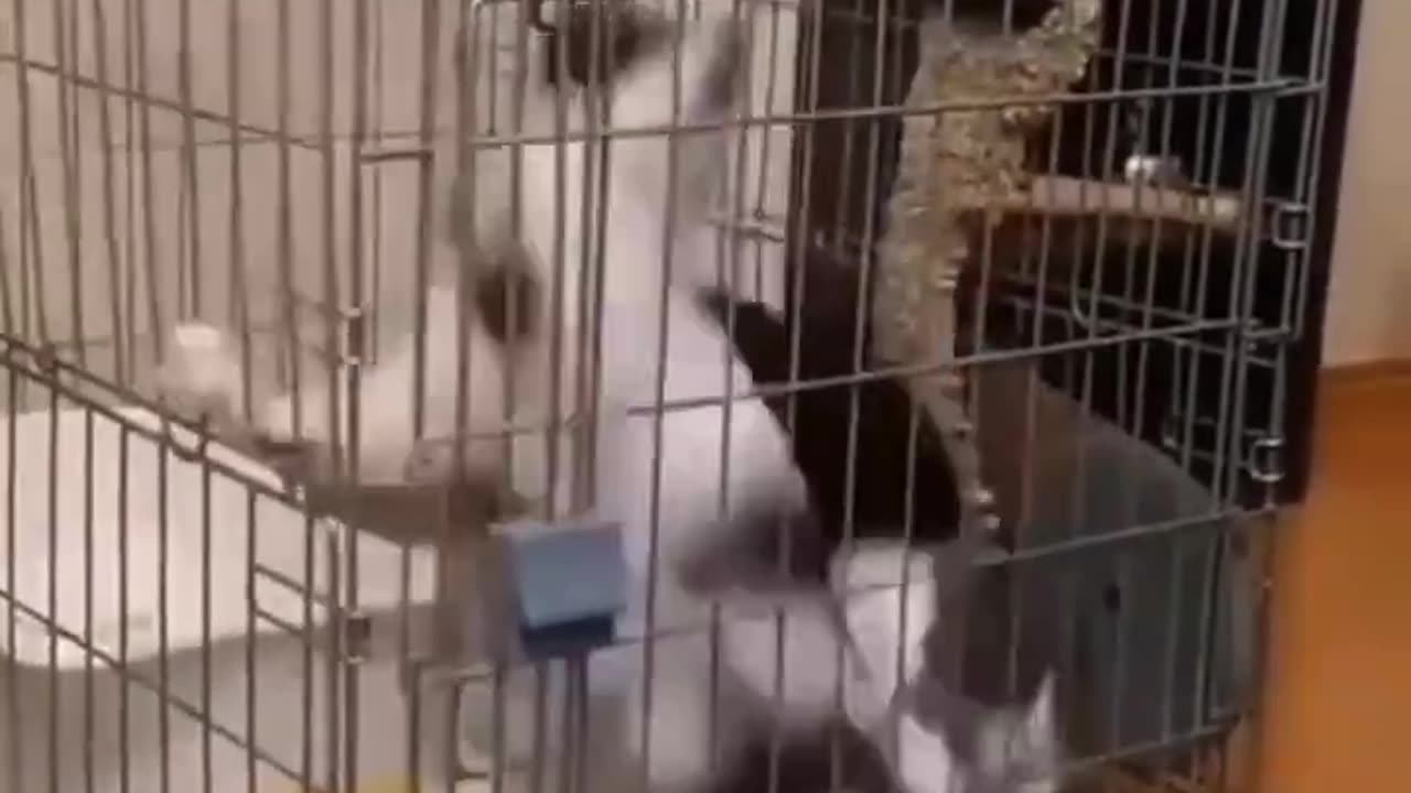 OMG! These cats in this Cage are making me Dizzy!