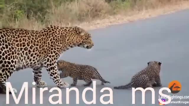 Jaguar cubs